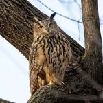 Tragic End for NYC’s Beloved Owl: Flaco’s Health Woes Revealed