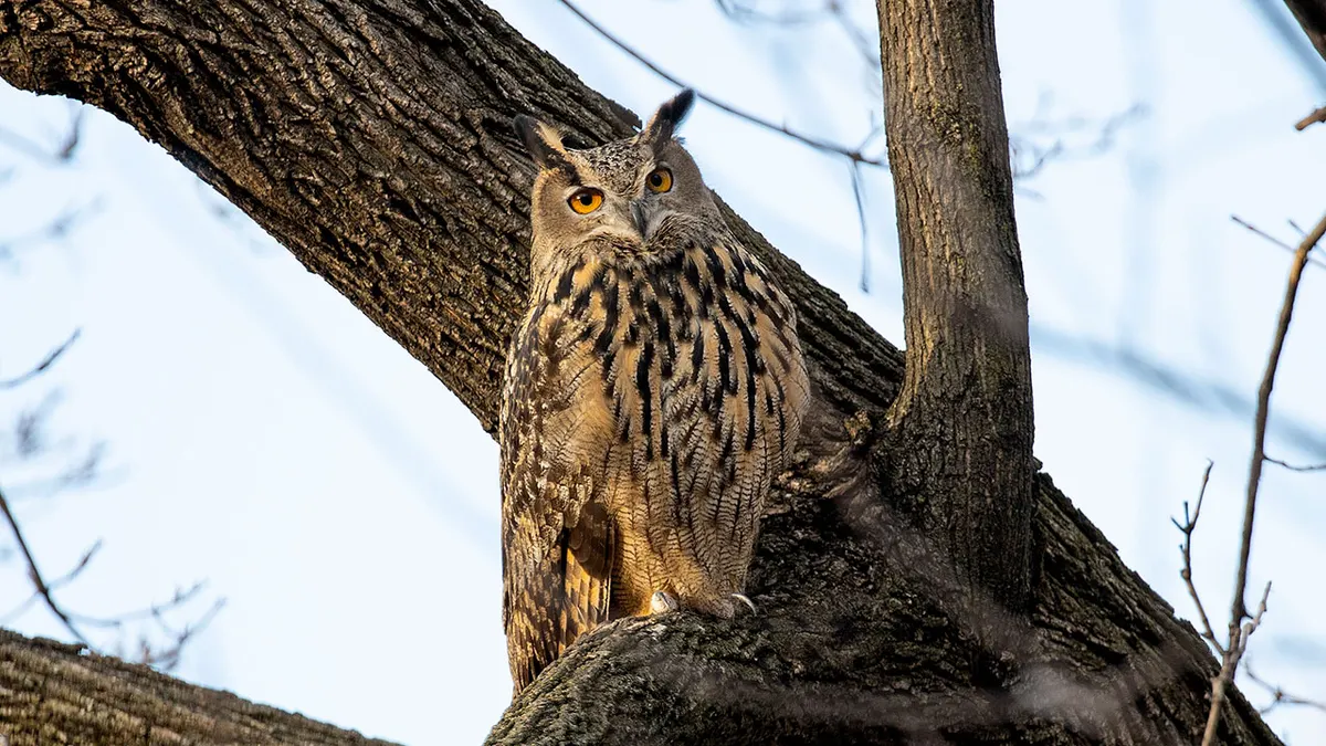 Tragic End for NYC's Beloved Owl: Flaco's Health Woes Revealed