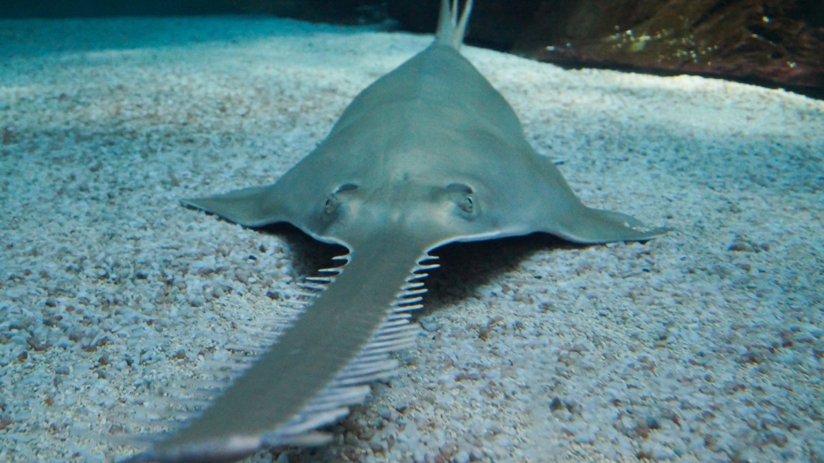 Mystery Surrounds Abnormal Behavior and Deaths of Endangered Sawfish in South Florida