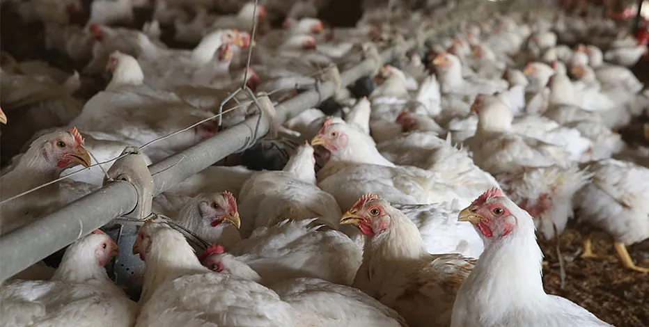 Cal-Maine Foods Halts Production Amid Bird Flu Outbreak: Understanding the Impact