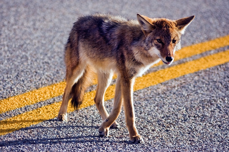 What To Do If You Spot a Coyote in New York City?