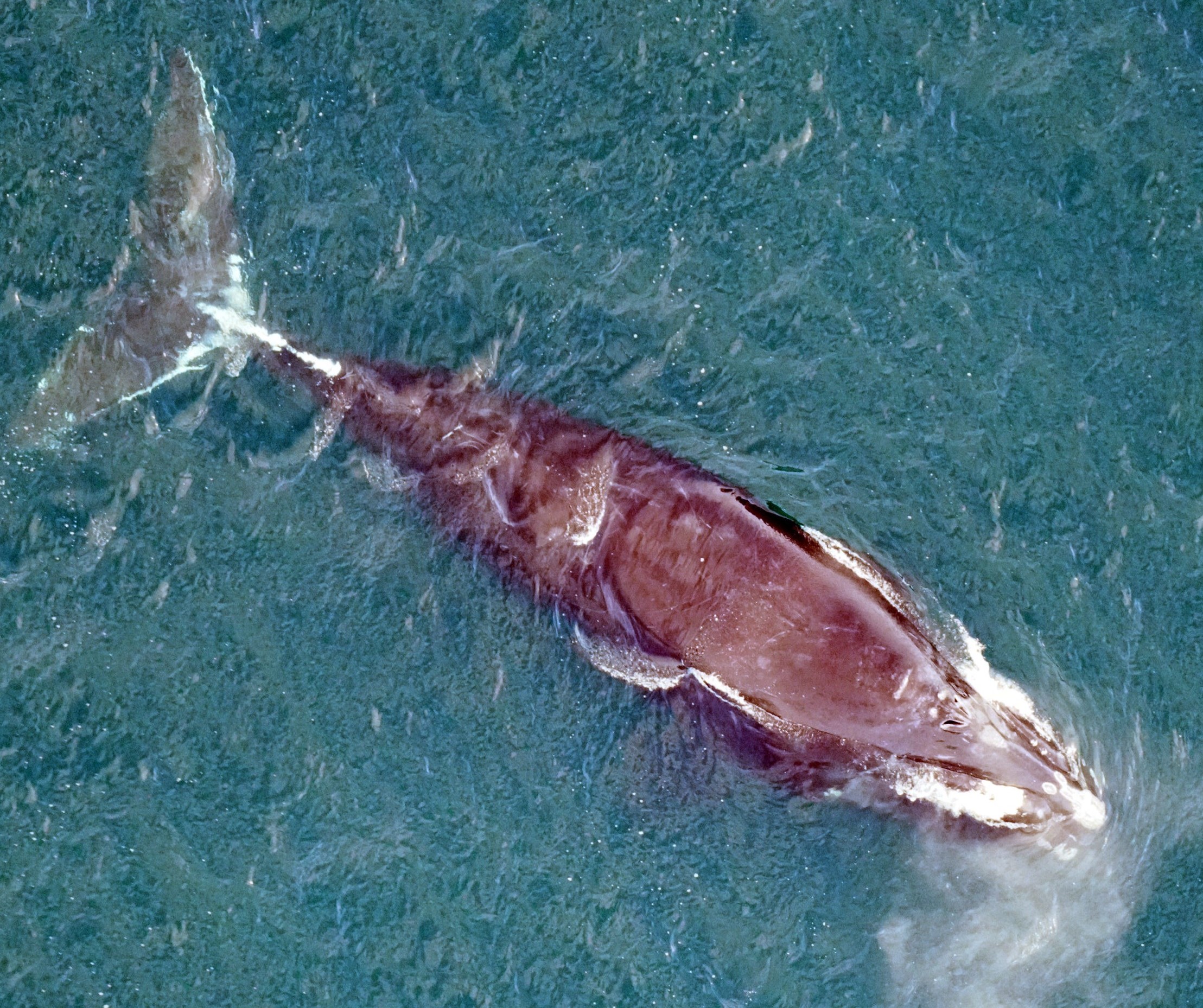 North Atlantic Right Whale #1950 Found Dead with Missing Calf