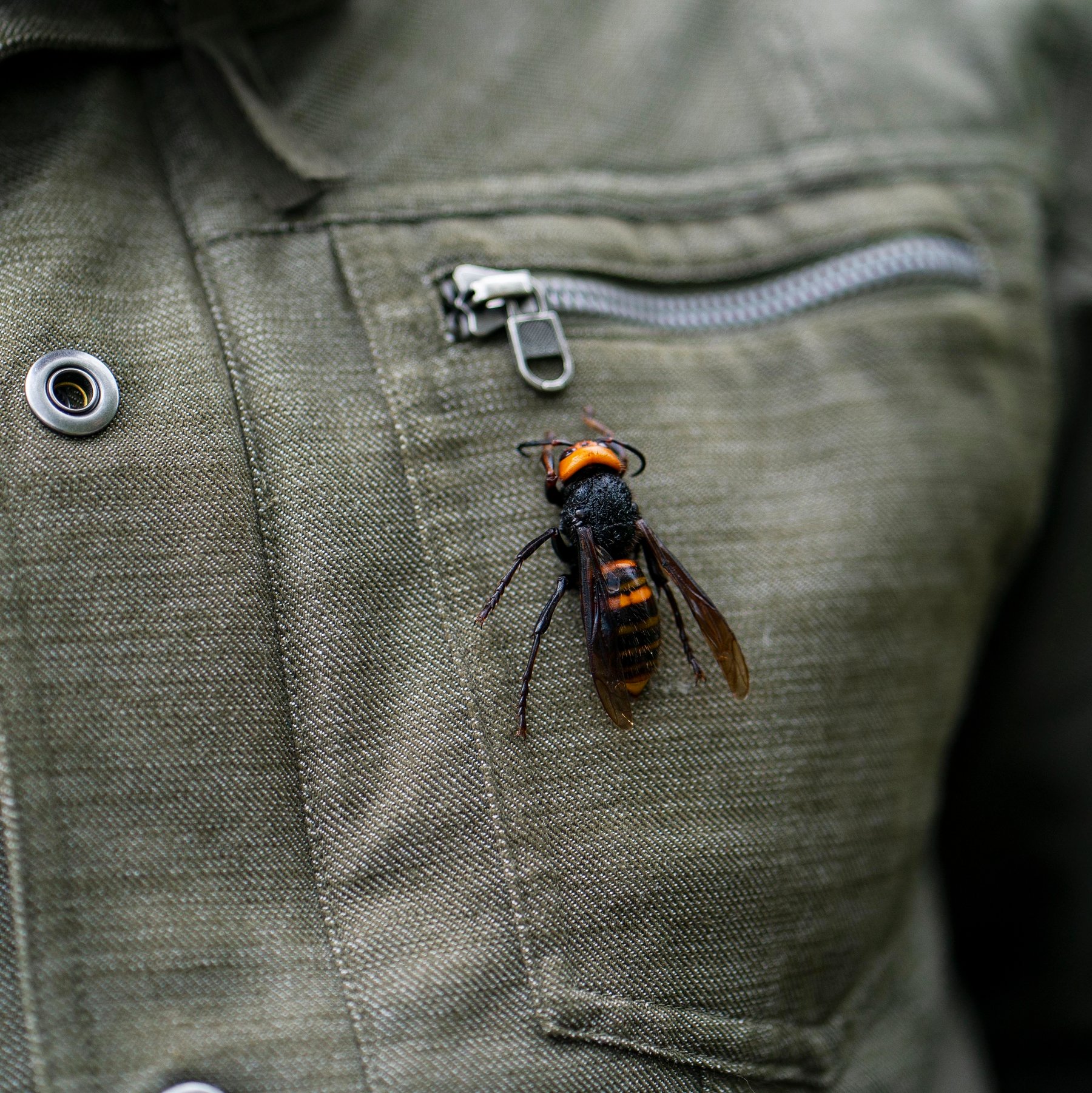 The Yellow-Legged Hornet Invasion: A Growing Threat to North American Ecosystems