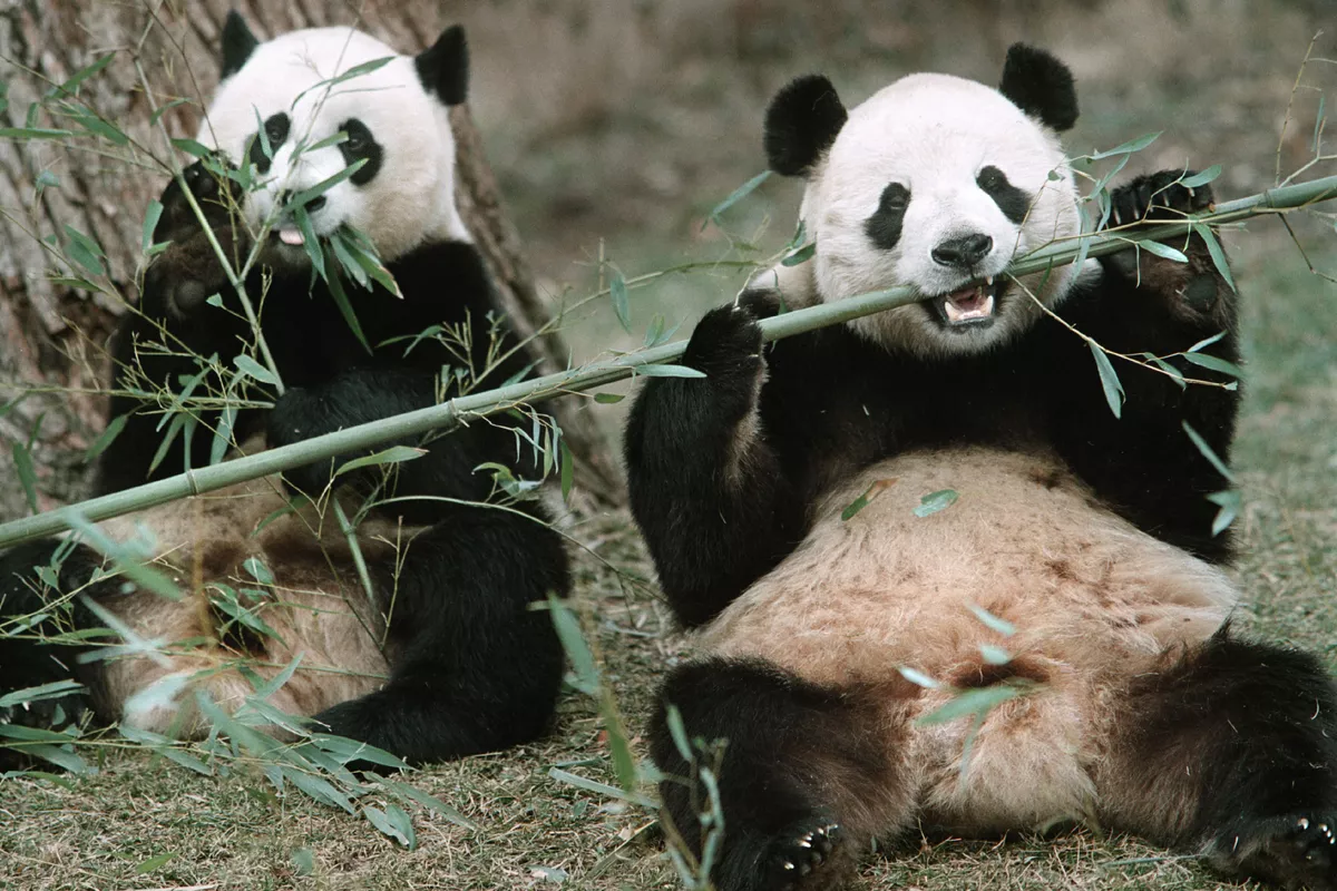 Pandas Set to Return to Smithsonian National Zoo