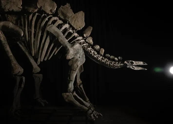 Apex the Stegosaurus: A Pristine Fossil Set to Fetch Millions at Auction