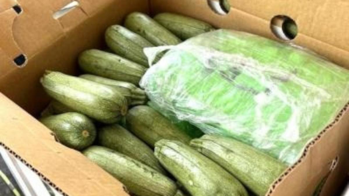 Dog Helps to Detect Over 6 Tons of Meth Hidden Inside Squash in California