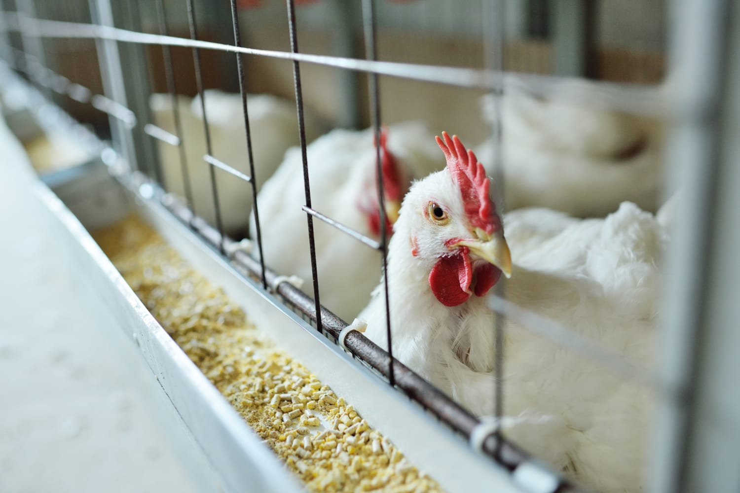 Michigan Farmworker Diagnosed with Bird Flu, 2nd Human Case Confirmed in the U.S.