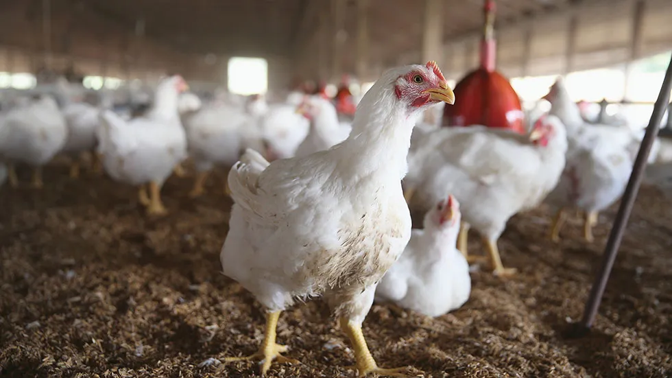 Massive Fire Devastates Illinois Poultry Farm, Killing Over a Million Chickens