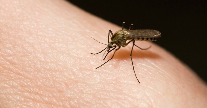 Dengue Cases Spike in Miami-Dade County: CDC Report