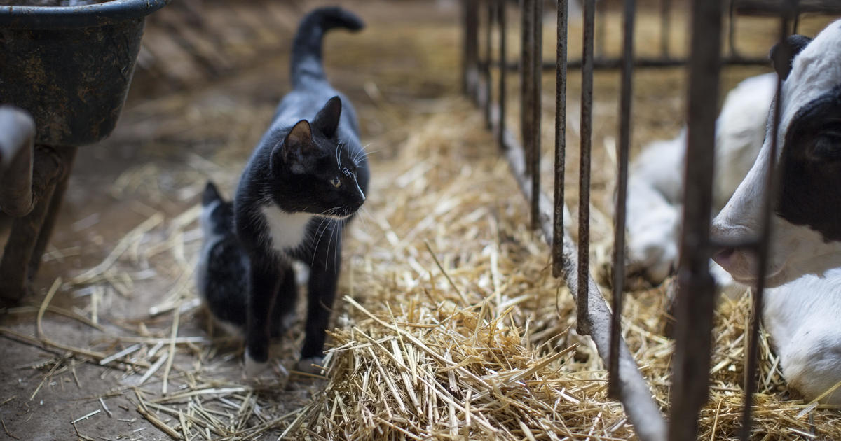 Cats Die After Drinking Milk From Bird Flu Infected Cows in Texas Farm