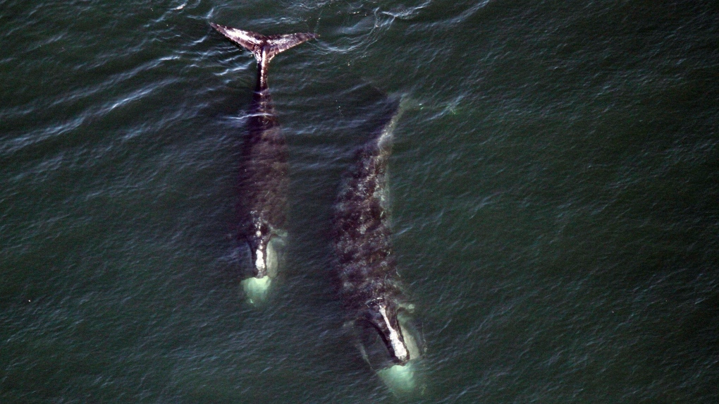 Dire Straits: The Fight for North Atlantic Right Whale Survival