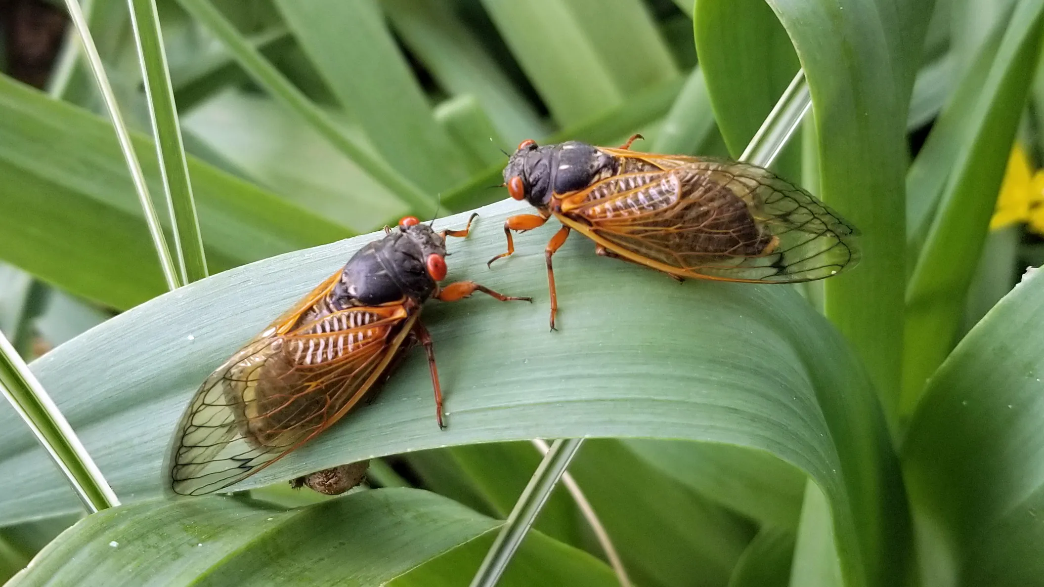 The Cicada Invasion: What to Expect and How to Prepare