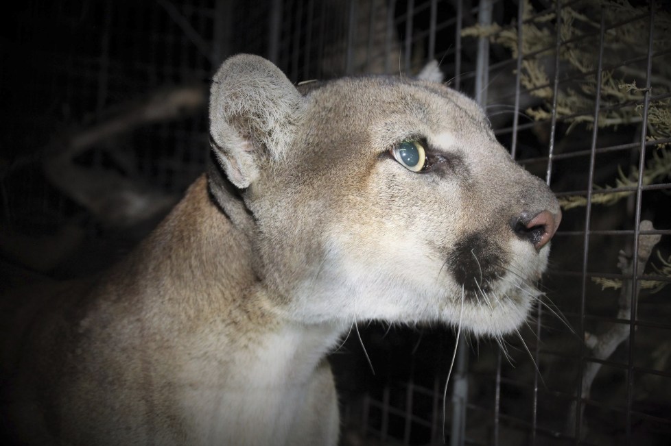 Mountain Lion Sighted in California City