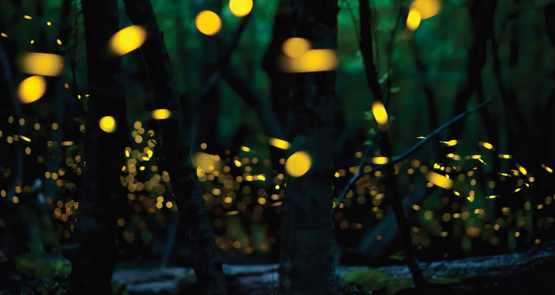 Only Able to Spot Fireflies in Summer? Here's Why