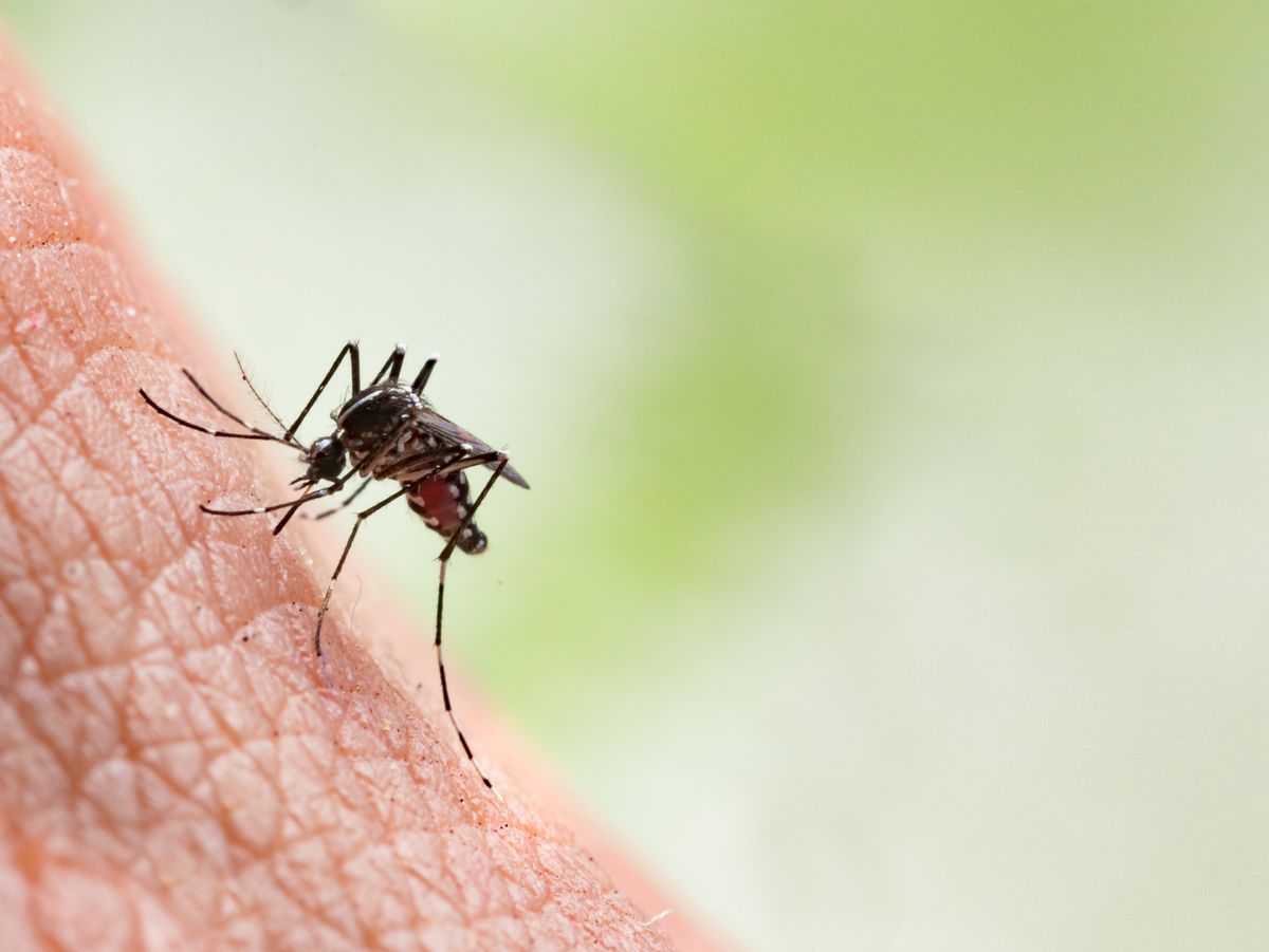 Bitten By a Mosquito? Here are Tips for Prevention & Relief.