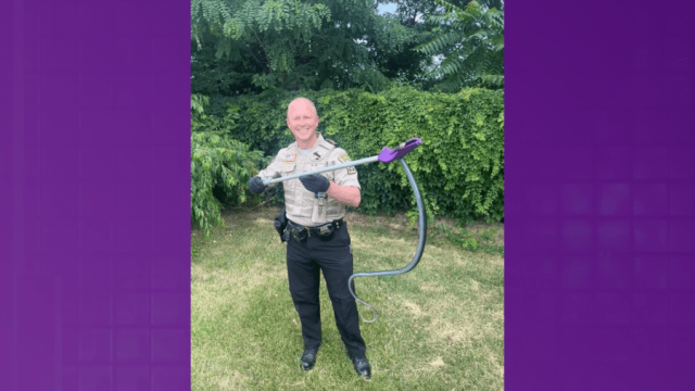 Four-Foot Snake Found in Goodwill Donation Box in Virginia