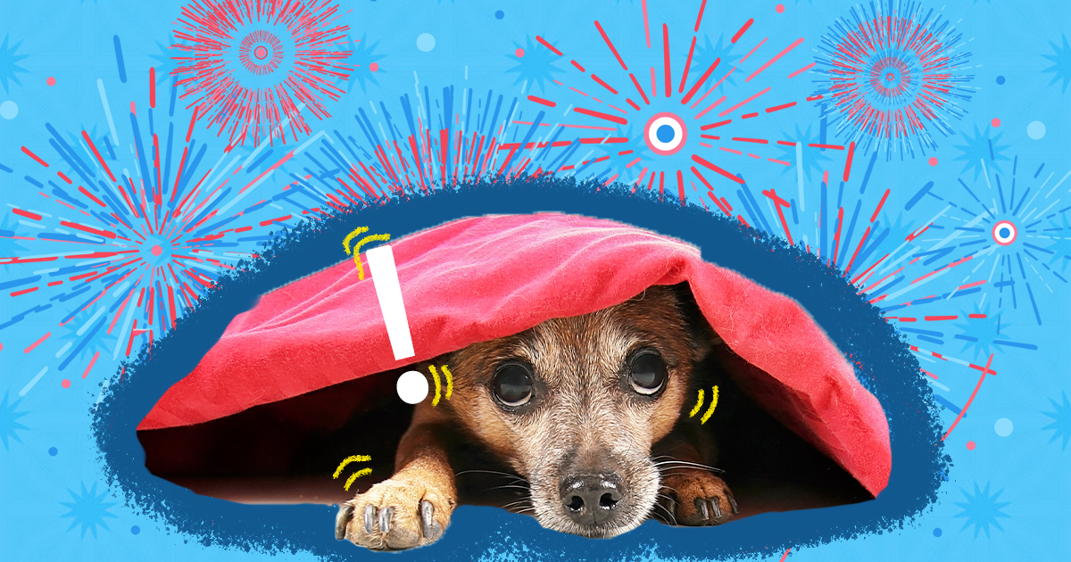 Keeping Pets Calm and Safe During Fourth of July Celebrations