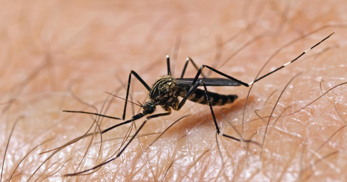 Floodwater and Heavy Rains Could Lead to Mosquito Surge in Texas