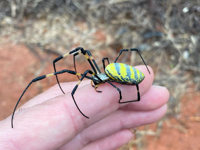 Venomous Joro Spiders Spotted in the U.S.