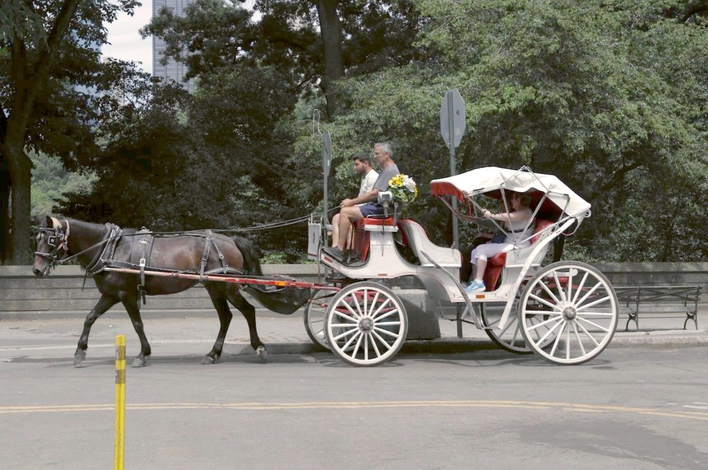 Carriage Horse Drivers Accused of Violating Heat Suspension in Central Park