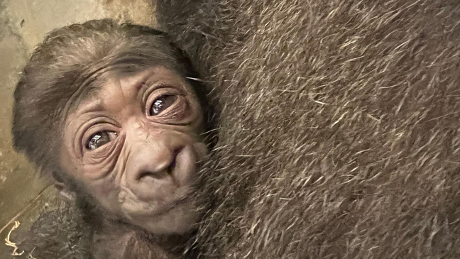 Ohio Zoo Welcomes Critically Endangered Baby Gorilla
