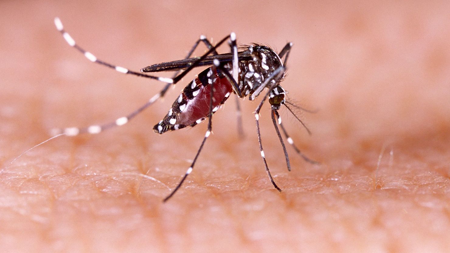 Maine Reports Jamestown Canyon Virus in Local Mosquitoes