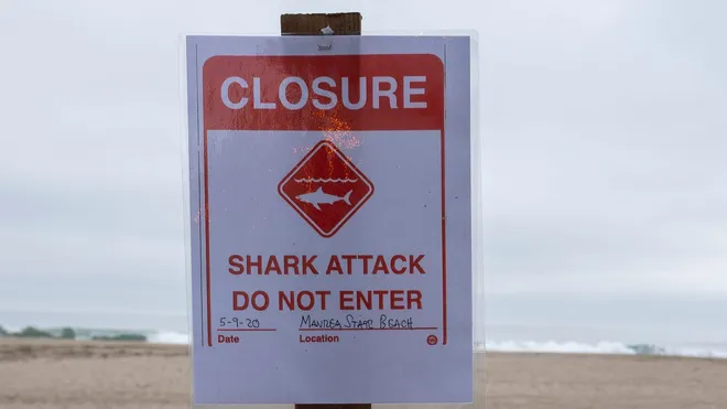 Man Critically Injured in Florida Shark Attack Amid Rising Incidents