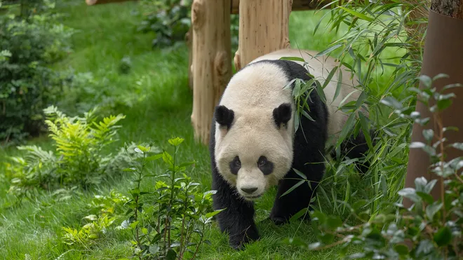 San Diego Zoo Pandas Yun Chuan and Xin Bao Now Open For Public Visits