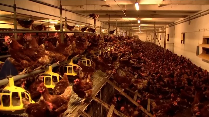 Bird Flu Outbreak in Colorado: Five Poultry Workers Infected