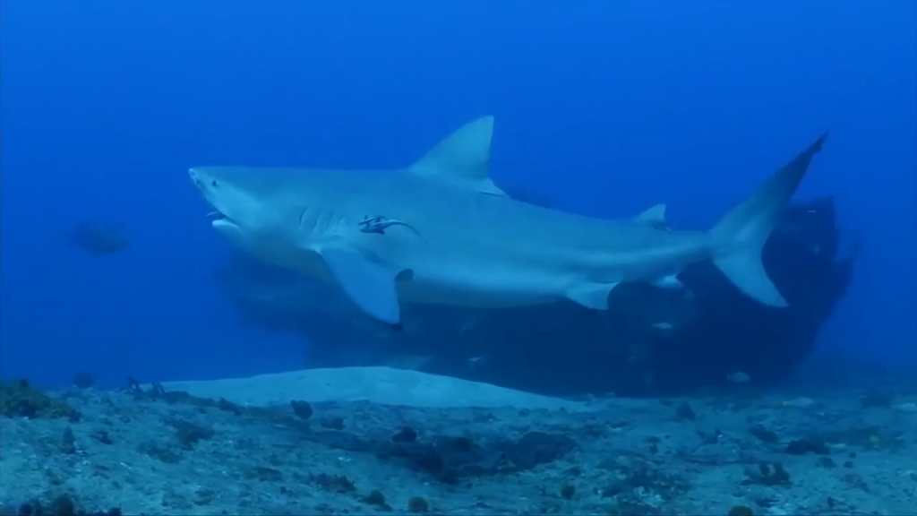 Florida Teen Bitten by Shark During Lifeguard Training