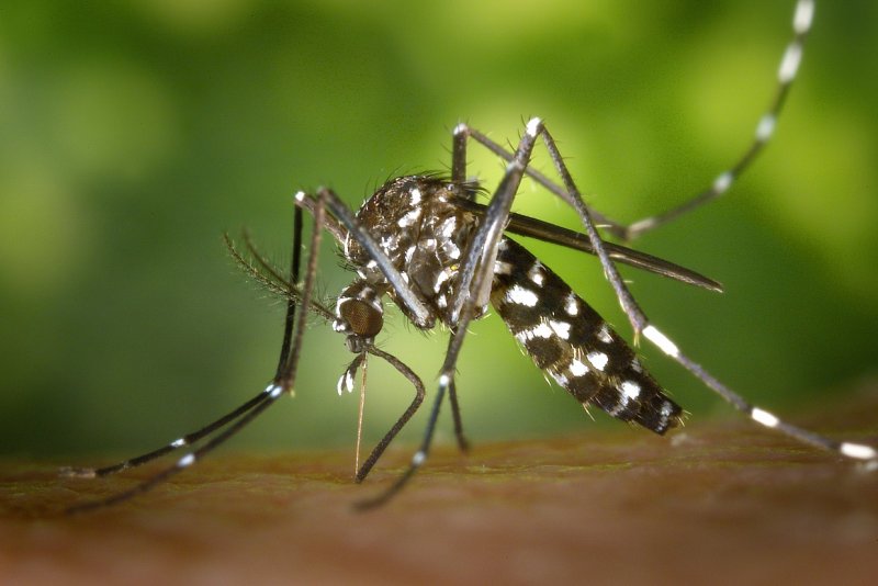 Health Alert Issued in Florida Keys Amid Rising Dengue Fever Cases