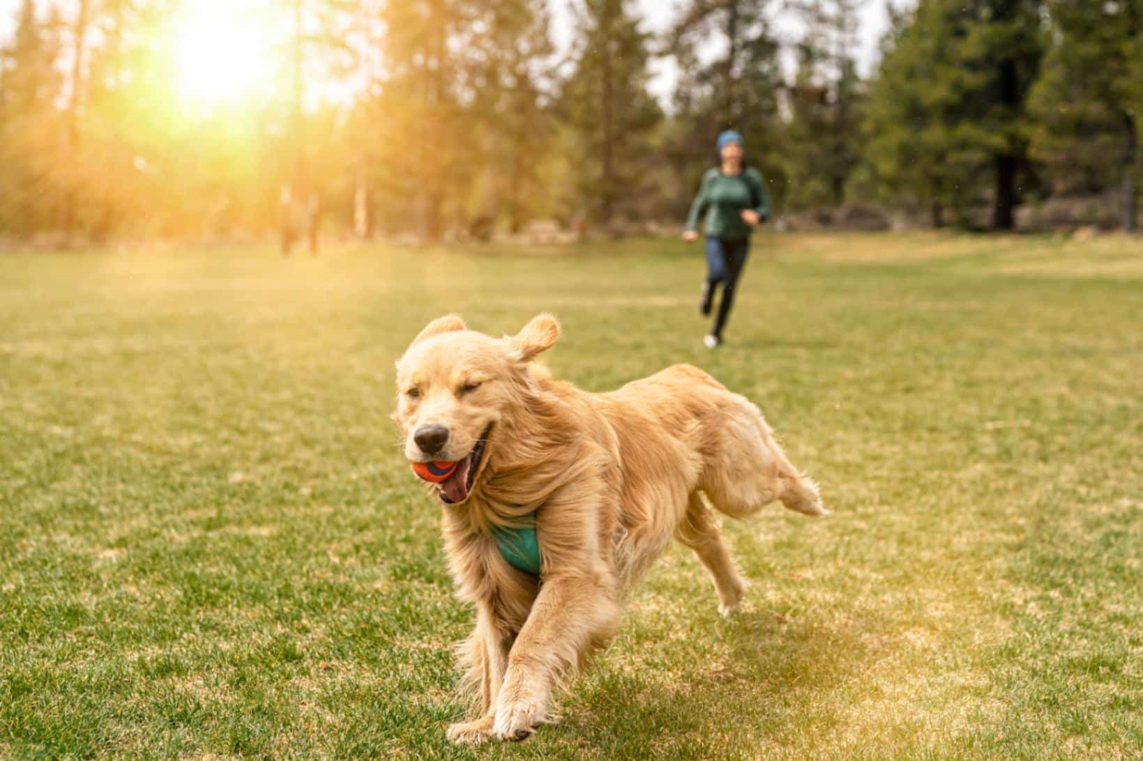 Essential Guide for Pet Owners: The Right Way to Walk Your Dog