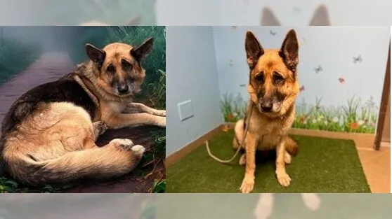 Rescue of Abandoned German Shepherd in Malibu Canyon Sparks Investigation