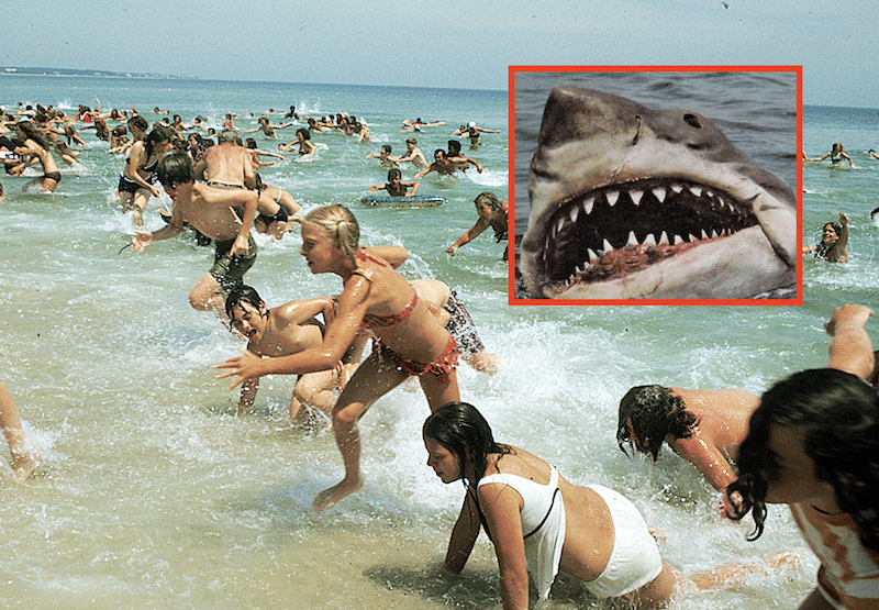 Heat Wave Brings Shark Sightings Close to Shore in New York, Officers Declare "High Alert"