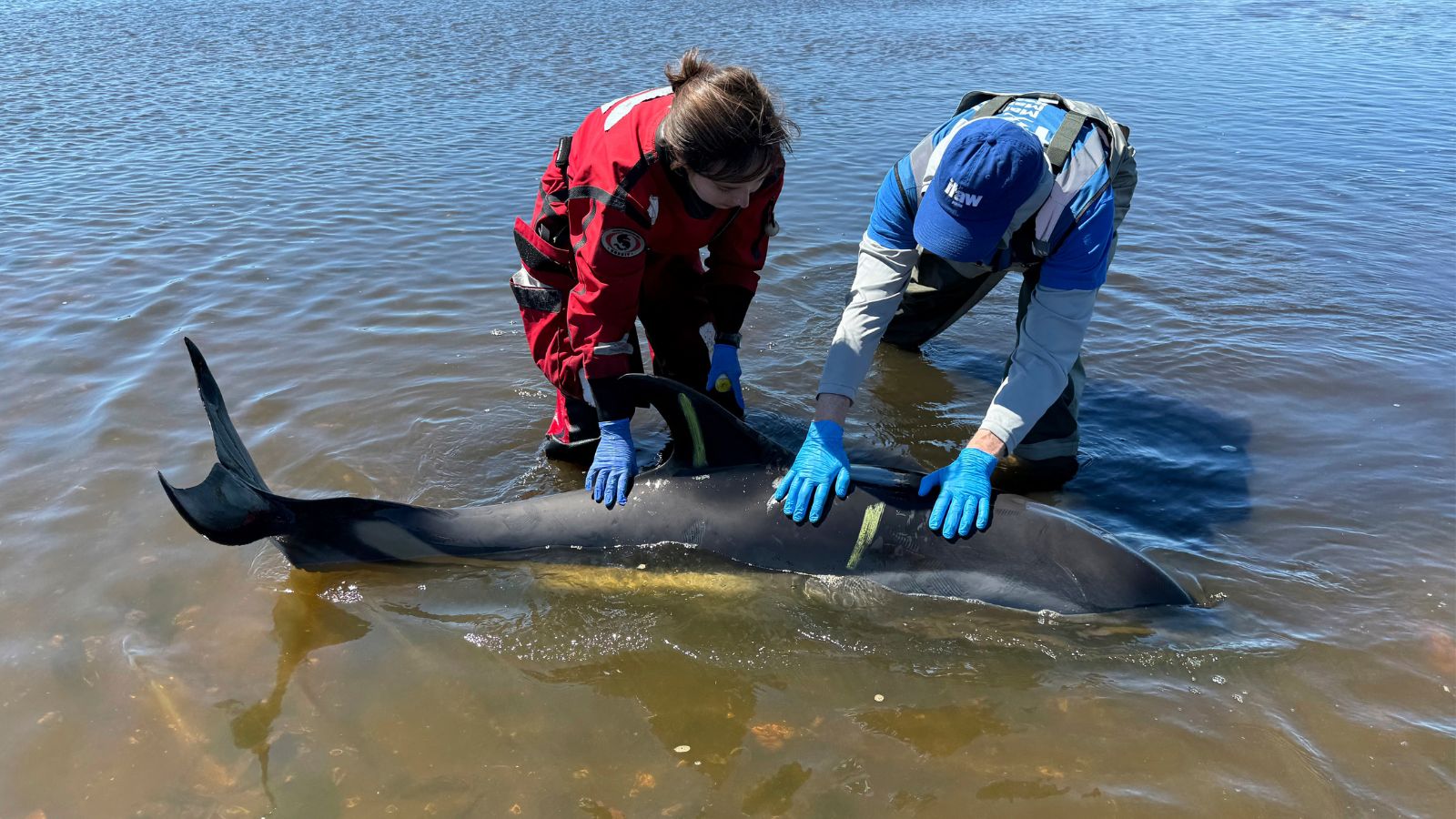 Largest Dolphin Mass Stranding in U.S. History: Over 100 Dolphins Rescued off Cape Cod