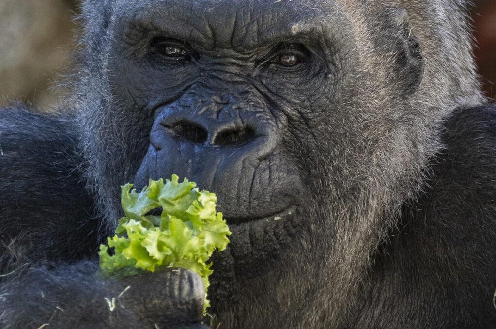 Beloved Gorilla of San Diego Zoo Safari Park Passes Away at 52