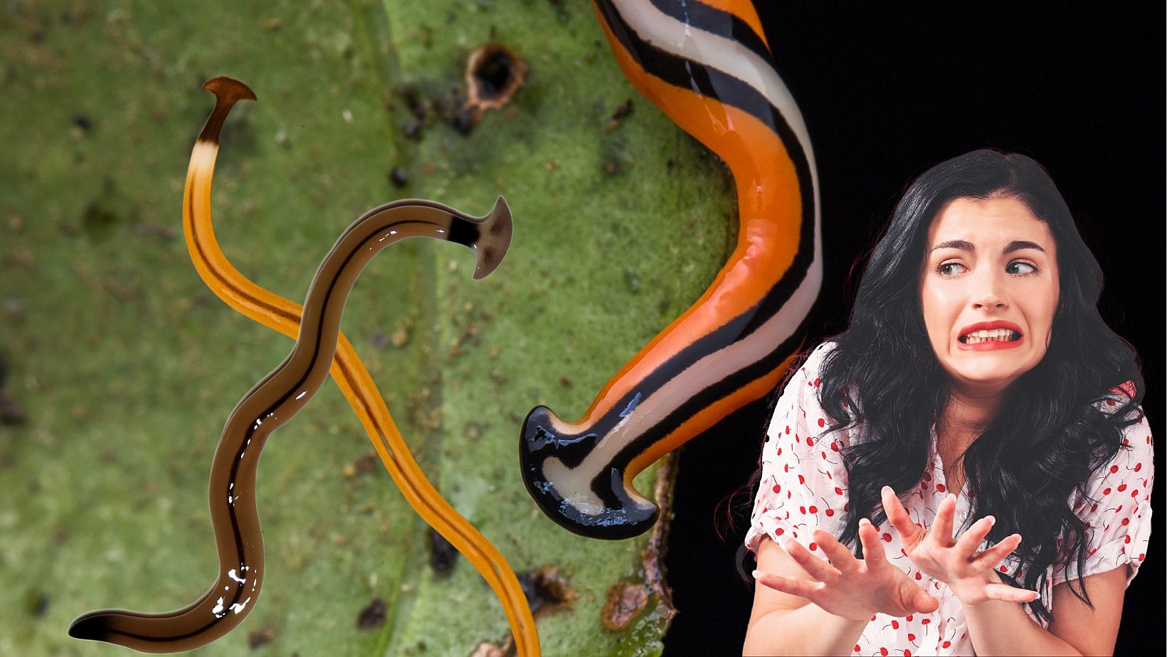 Poisonous Hammerhead Worms Invade Texas