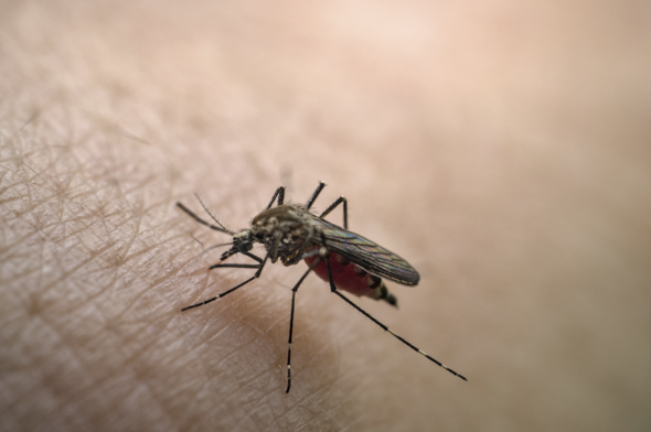 Texas Confirms 10 Dengue Fever Cases