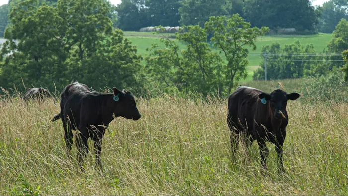 North American Cattle Leaders Hold Joint Meeting