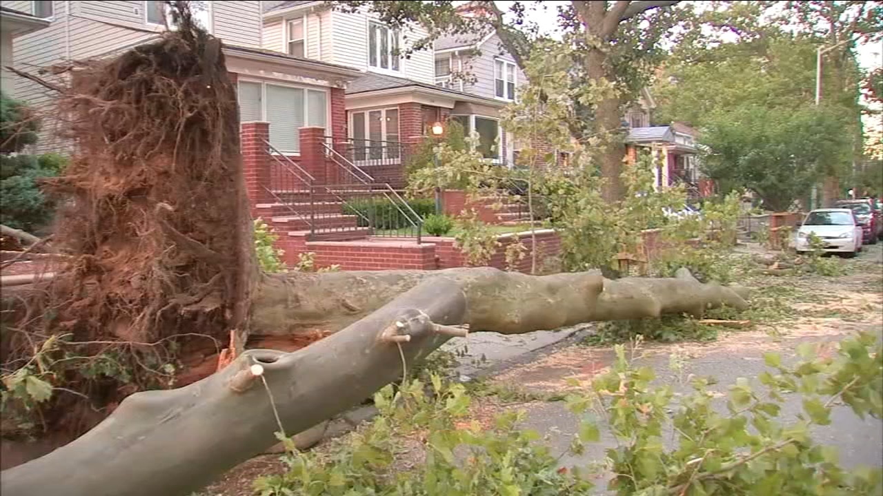 NYC Grapples with Debby’s Aftermath: Massive Tree Damage and Power Outages