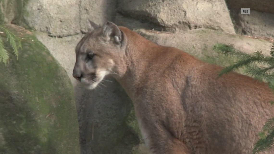 Roseville Residents on Alert After Recent Mountain Lion Sightings