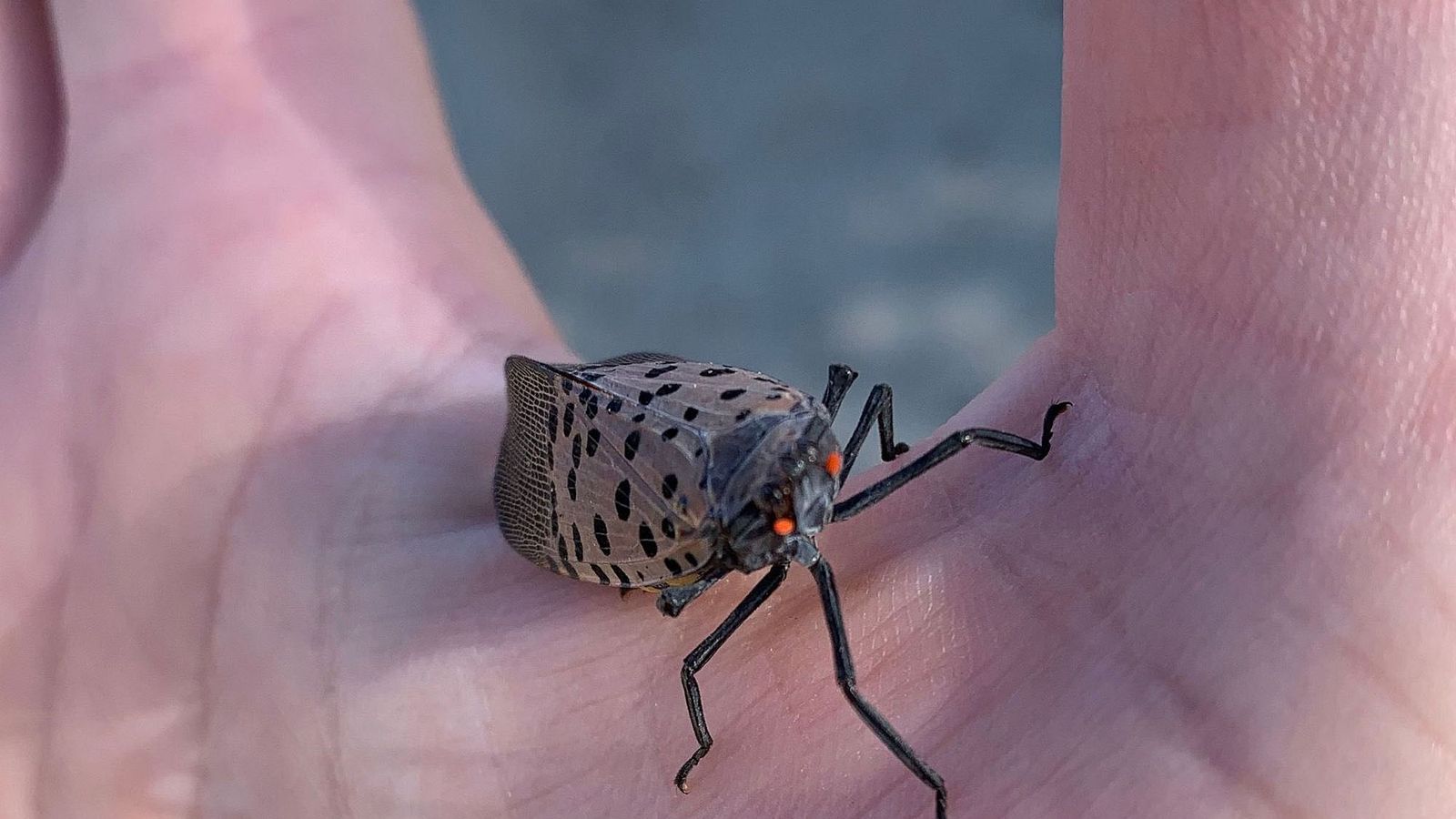 New York Officials Urge Public to Combat Spotted Lanternfly Infestation