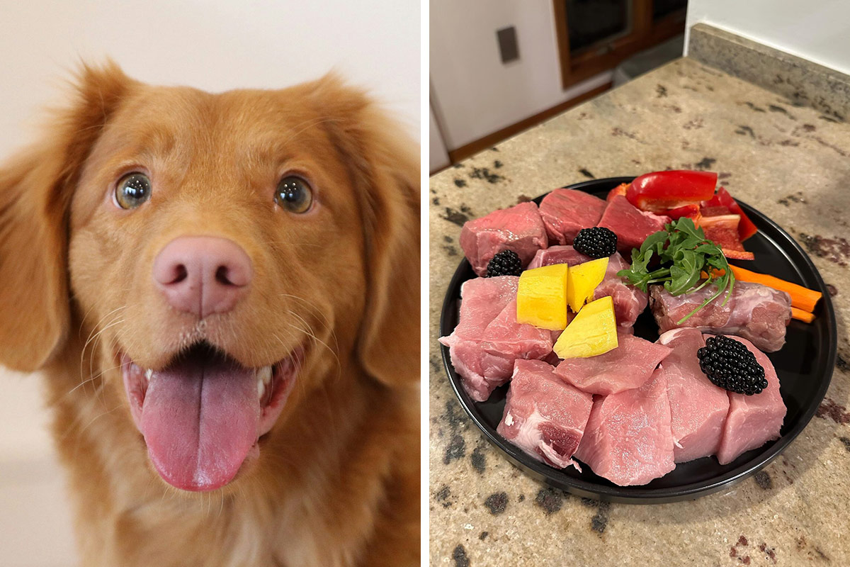 The Raw Food Diet for Dogs: What Pet Owners Need to Know