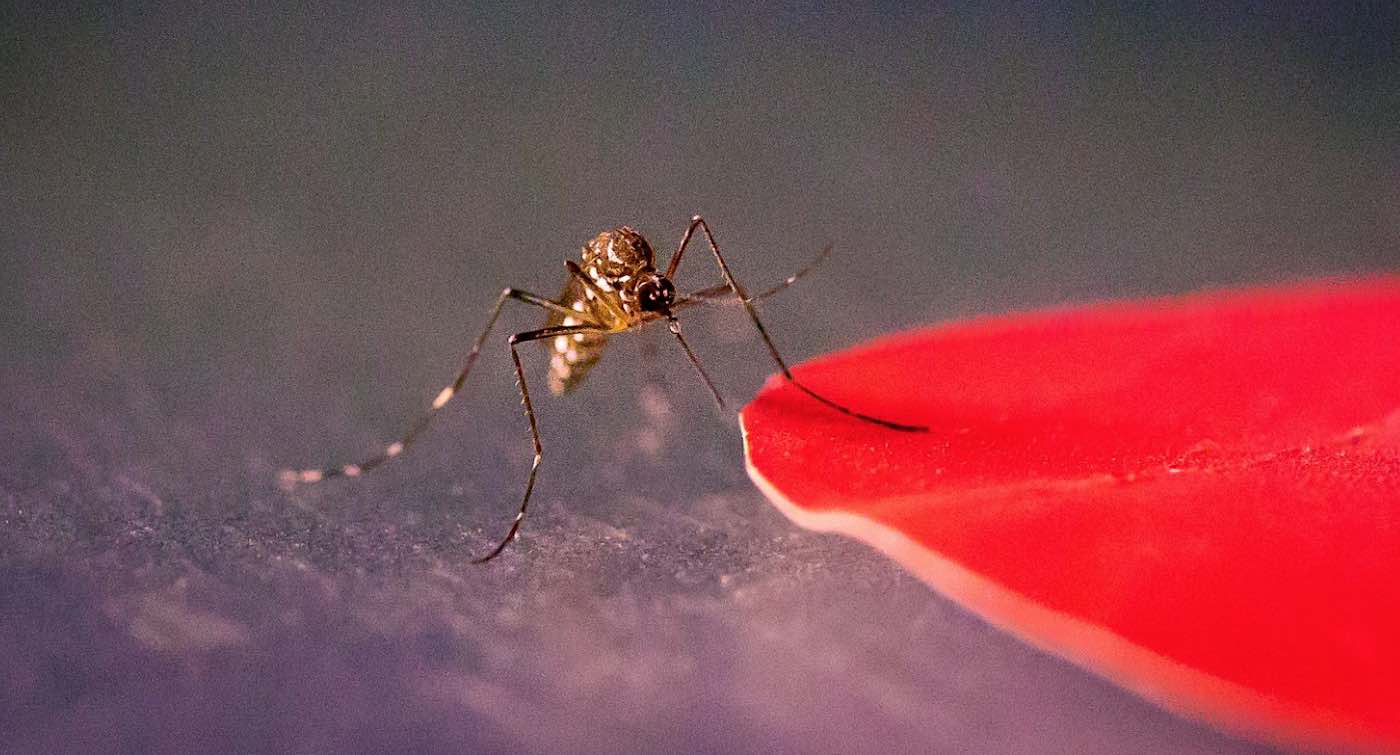 New Study Reveals Which Colors Attract or Repel Mosquitoes