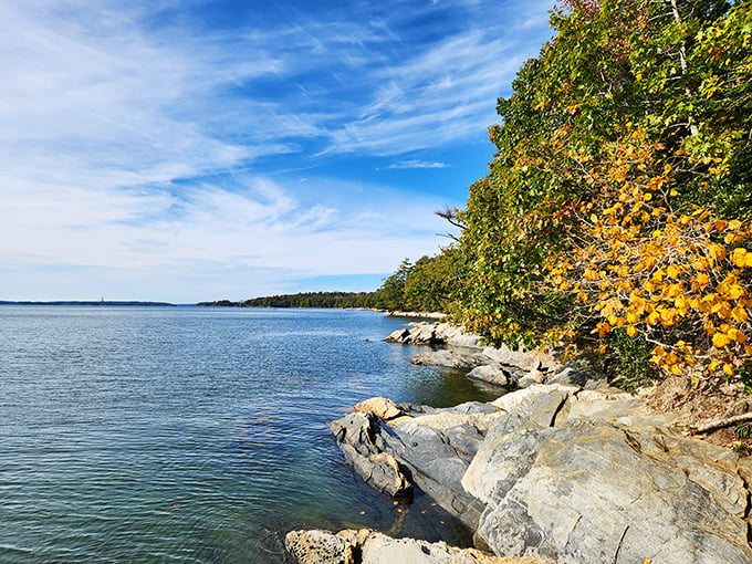 Fall's fashion show is in full swing! The trees are decked out in their autumn best, ready for their coastal catwalk.