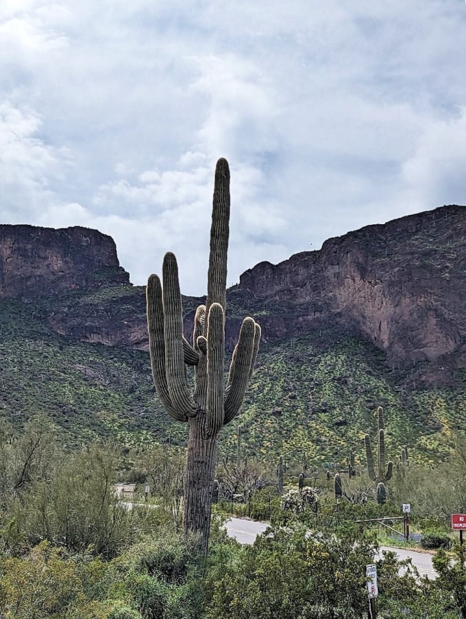 The saguaro cactus: Nature's way of giving the desert a permanent thumbs-up. These gentle giants stand sentinel over Kartchner's hidden treasures.