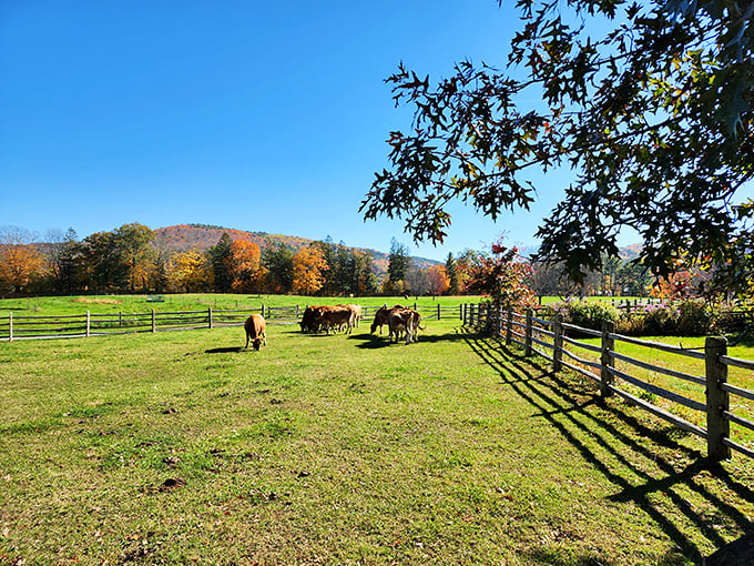 Cruise control to the past: Park your DeLorean and step into living agricultural history.