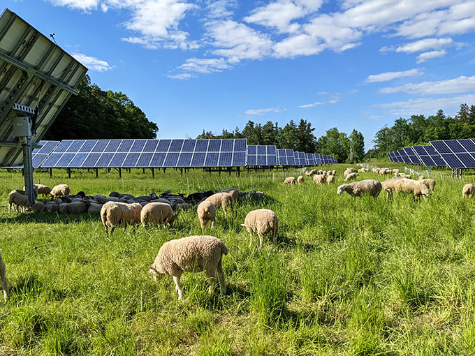 Cruise into culture: Where Downton Abbey meets Green Acres on your Vermont voyage.