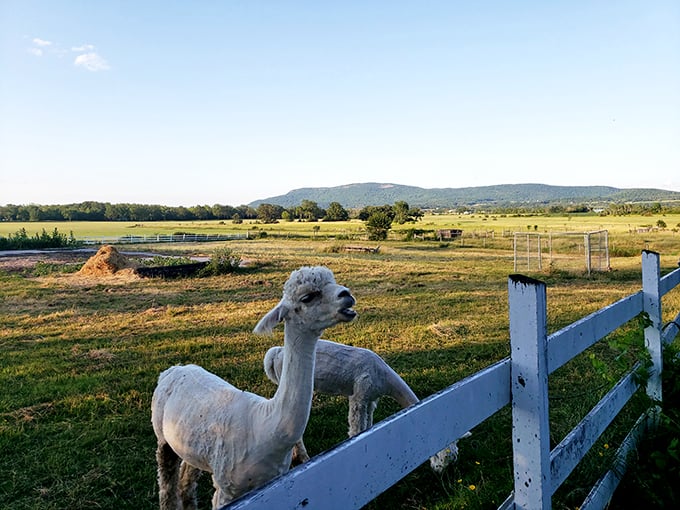 Cruise into cuteness: Where road-weary travelers find woolly comfort.