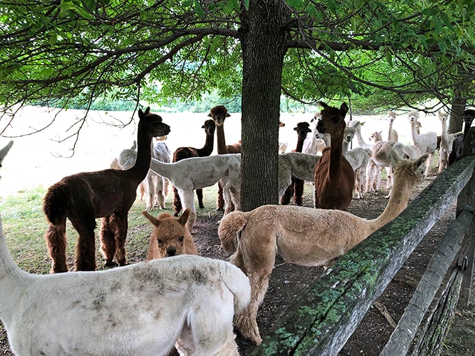 Roadside attraction with a twist: These long-necked greeters beat any welcome sign.